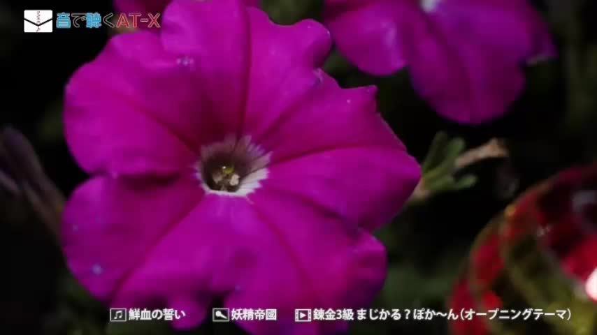 LocomaxTv Bolivia Anime Julio 2025