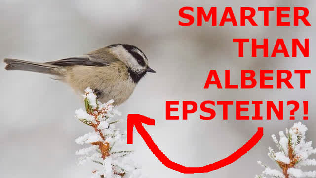 MOUNTAIN CHICKADEE MOUNTAIN CHICKADEE