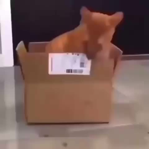 Where did my amazon package go? 💀