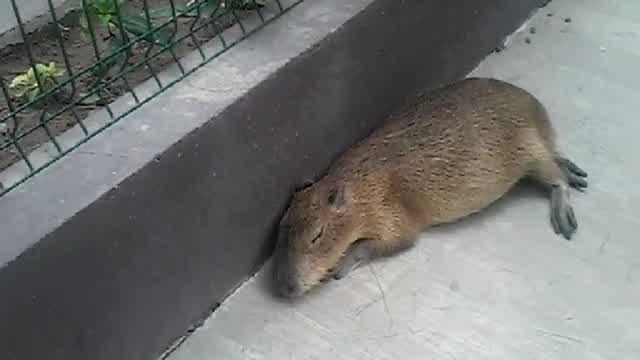 Personas interactuando con capibaras en el Gran Acuario Mazatlán, 28 de marzo de 2026 | Parte 2