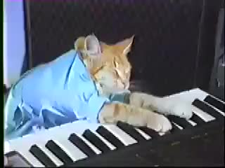 Keyboard Cat! - THE ORIGINAL Keyboard Cat! - THE ORIGINAL