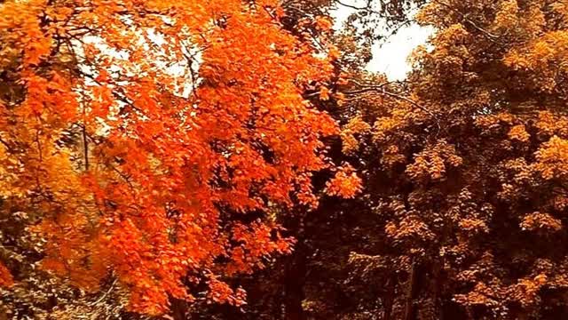 Extremely Disparaging Extremely Disparaging