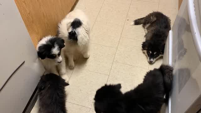 My Dogs Throughout These Past 7 Months