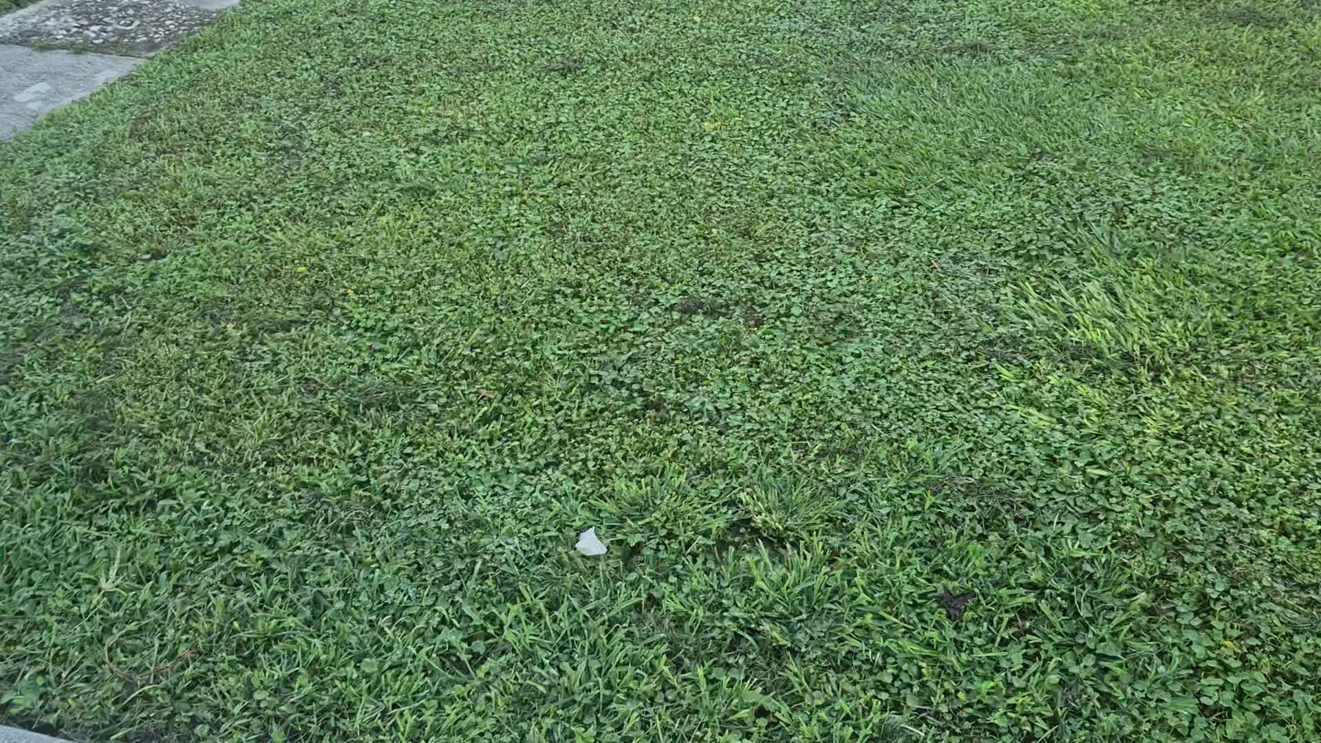 Morning video