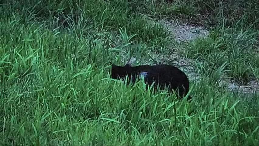 Kitty.mp4 Kitty.mp4