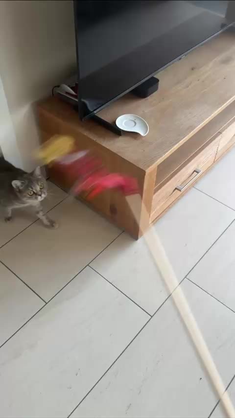 Misty The Cat (LuxPlanes on YouTube)