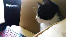 cat watches shonen jump