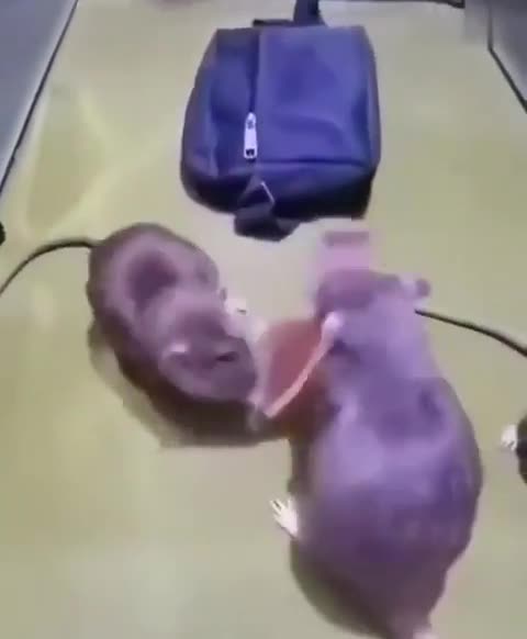 Ratatouille money printing machine 🐀 Ratatouille money printing machine 🐀