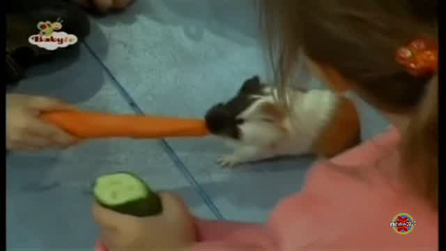 Niños y Mascotas - Conejillos de India (Español Latino)