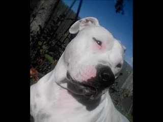 charli and chanel slideshow part 1 charli and chanel slideshow part 1