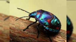 coda - Bug Planet coda - Bug Planet