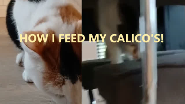 How I Feed My Calico Cats! :D