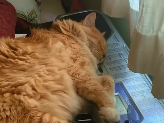 synth cat