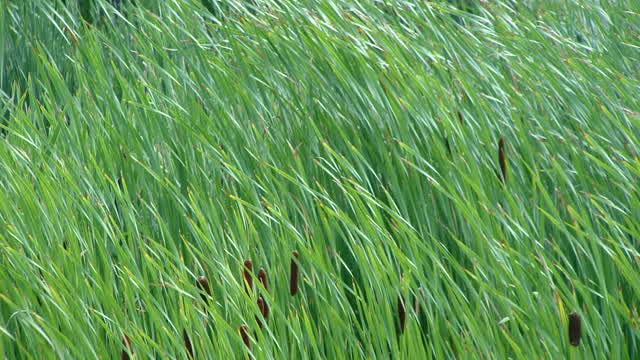 Walk thru the park and what not