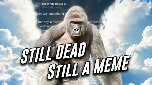 Harambe The Greatest Gorilla