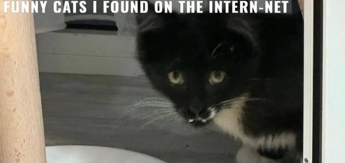Funniest cats on the internet! Funniest cats on the internet!