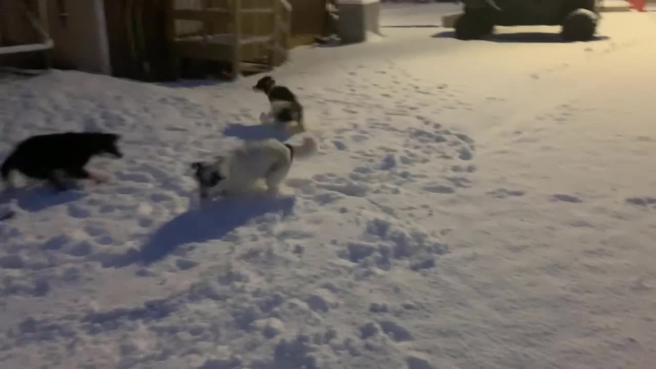 Hyper Dog