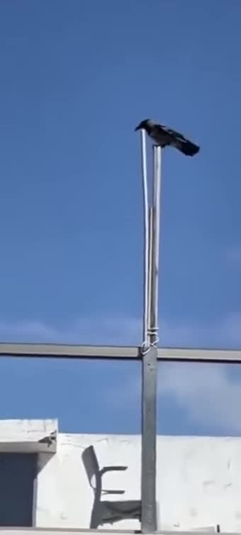Bird says FUCK THE JEWS!!