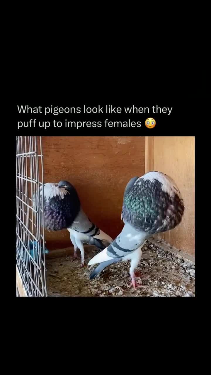 Pigeon Rizz