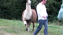 Funny Llama Attack as seen on TV!! Funny Llama Attack as seen on TV!!