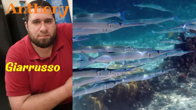 Anthony Giarrusso - Dominican Reef