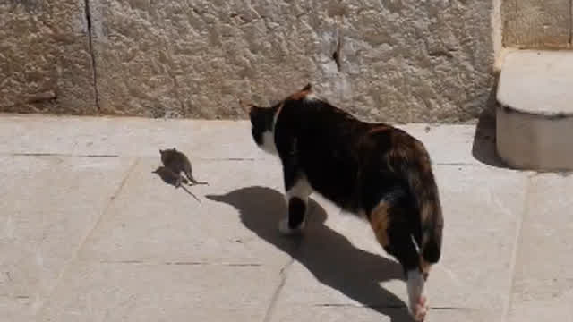 Das Katz- und Maus-Spiel