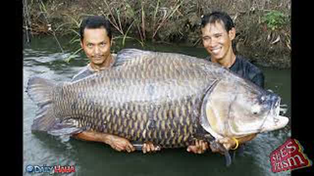 Pokémon No Tiene Sentido - (Loquendo)