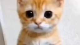 el gato (curto)