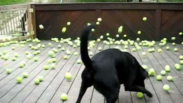 Dog's dream comes true! Dog's dream comes true!