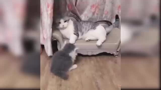 Funniest cats! 2 Funniest cats! 2