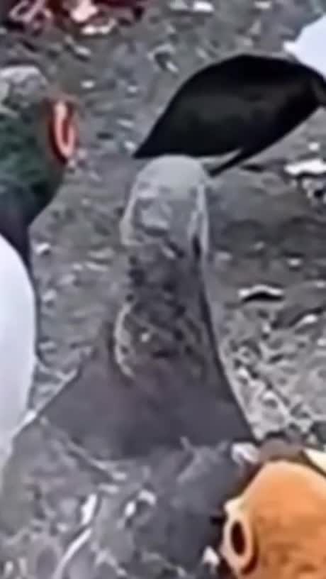 pigeon confusion pigeon confusion