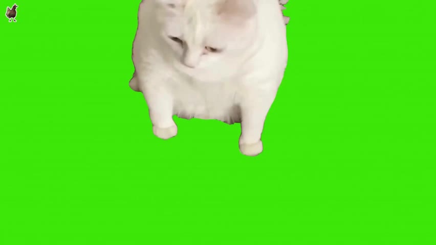 Cat Throwing Up