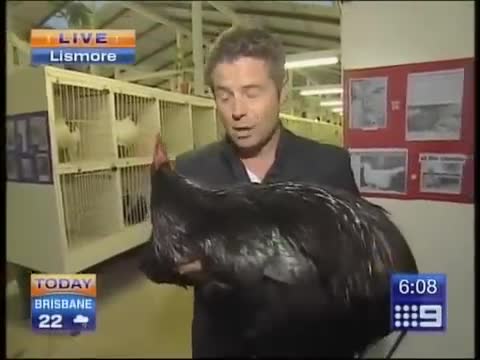 Big Black Chicken Scares Australian Reporter