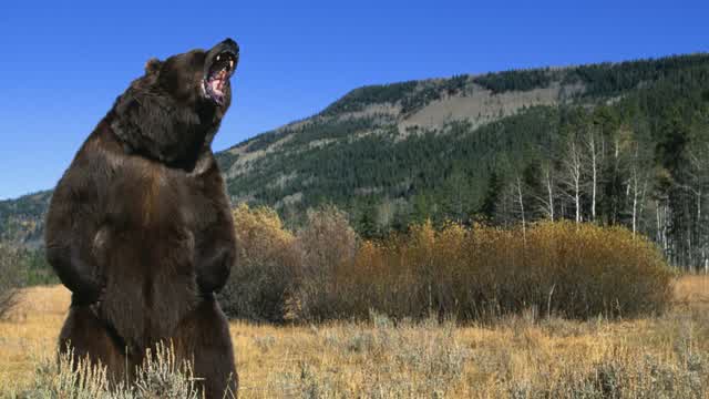 Super Fucking Swag Slideshow of JPEGs of Bears Super Fucking Swag Slideshow of JPEGs of Bears