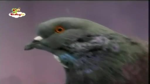 Kids and Pets - Pigeons