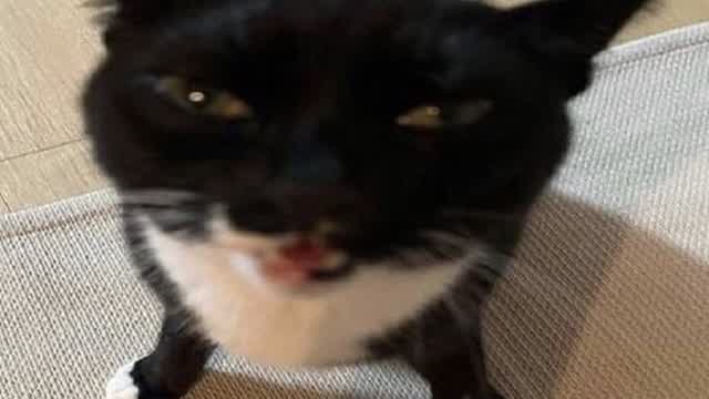 kyeboard jesus peneis parants limo