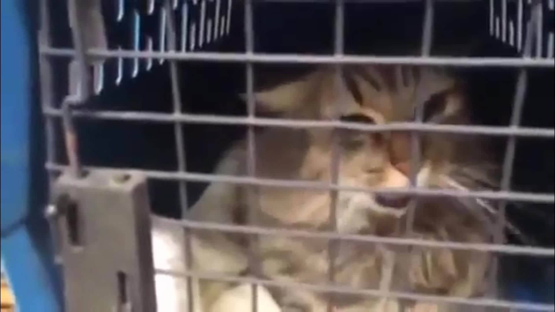 VidLii Poop - Snortssacks