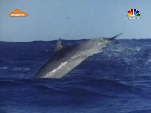 SüngerBob KareŞort - Denizanası Partisi (S1B20)