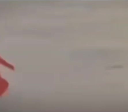 Cute pigeon dances at the beach