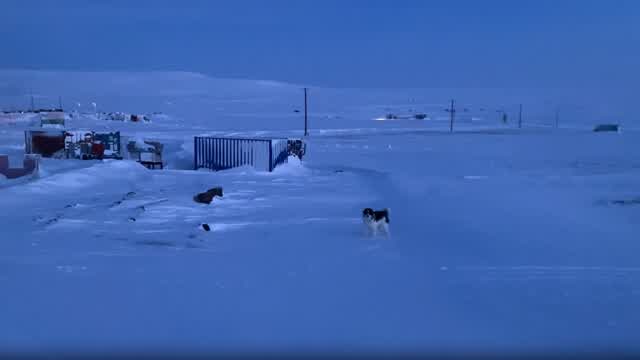 Long Walk With My Dog Long Walk With My Dog