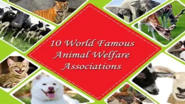 Worldwide Animal Welfare Worldwide Animal Welfare