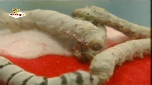 Kids and Pets - Silk Worms