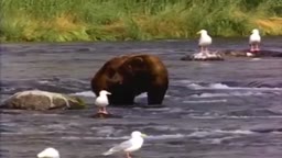 Sample Videos from Windows Vista