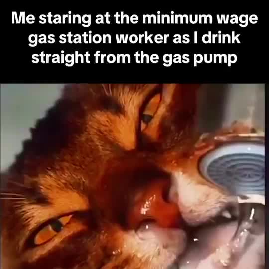 Bruh anyone seen my cat? 🙀☠️