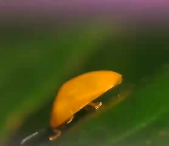 cute tiny bug :- )