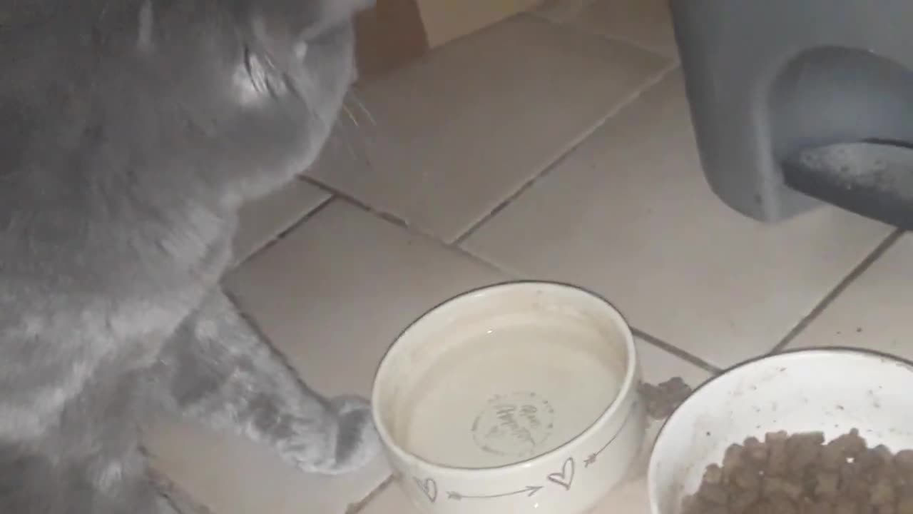 Cat Cat