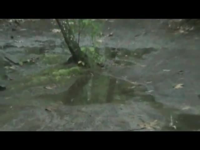 The Conductor The Conductor