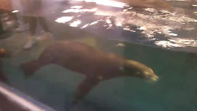 Lobos marinos nadando en el Gran Acuario Mazatlán, 28 de marzo de 2026 Lobos marinos nadando en el Gran Acuario Mazatlán, 28 de marzo de 2026