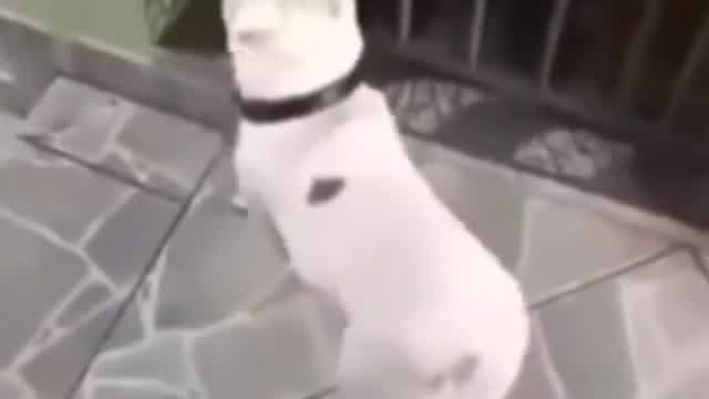 A dog dancing lollllzzzzzz