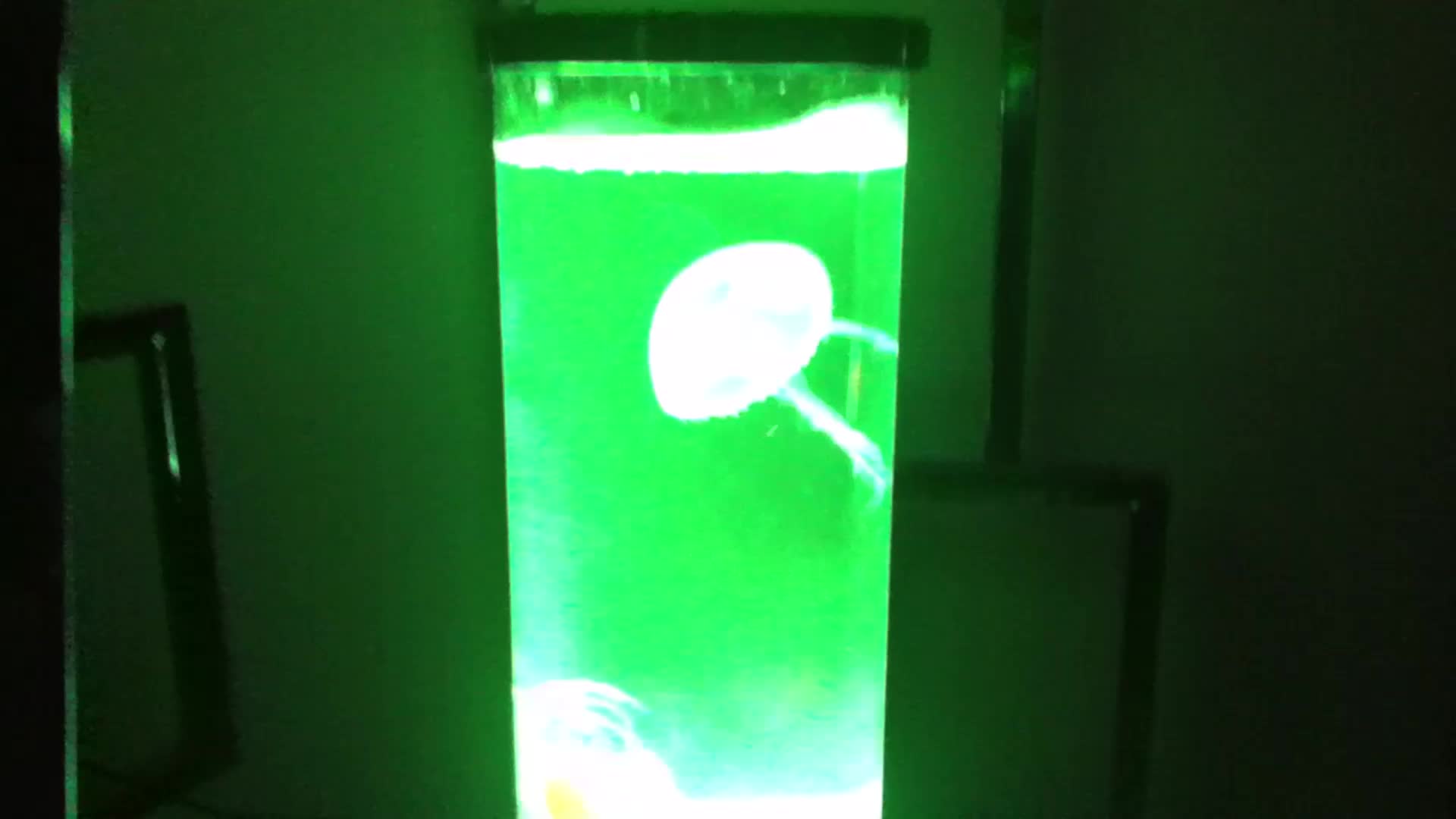 Jellyfish Lava Lamp Jellyfish Lava Lamp